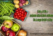 Mẹo trị nám da tàn nhang bằng trái cây