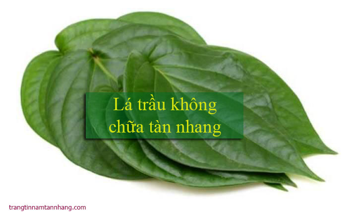 Chữa tàn nhang bằng lá trầu không