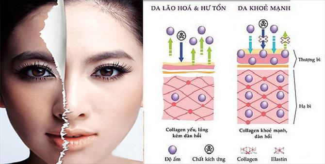 collagen-la-gi-collagen-co-tac-dung-gi-trong-lam-dep2