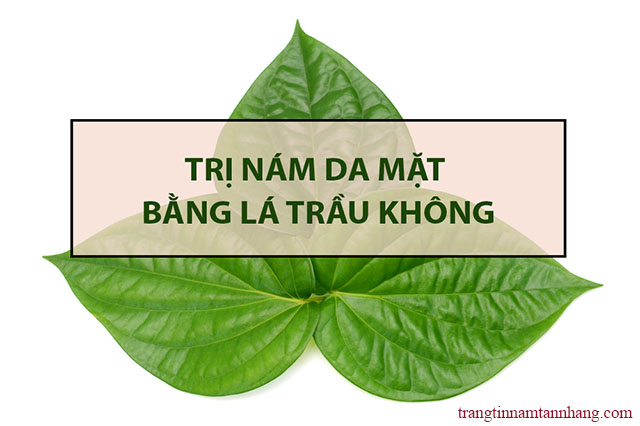 Trị nám da bằng lá trầu không 