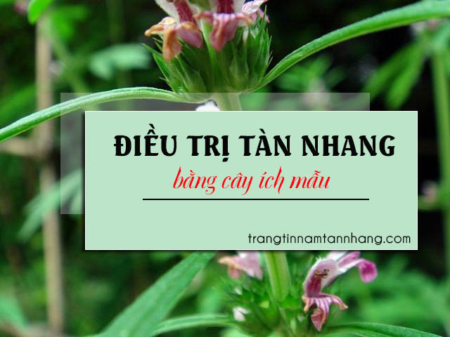 Trị tàn nhang bằng cây ích mẫu