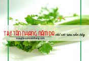 trị tàn nhang nám da chỉ với rau cần tây