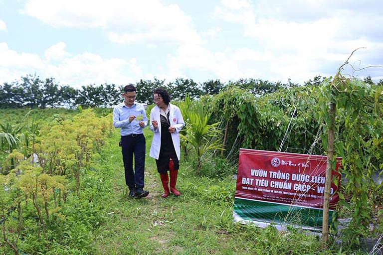 Vương Phi sử dụng thảo dược tại vườn dược liệu chuẩn GACP-WHO